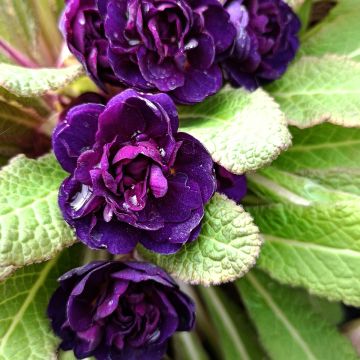 Primavera Strong Beer