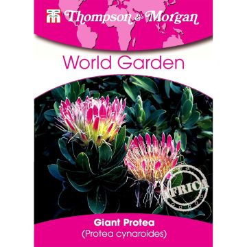Protea cynaroides em sementes