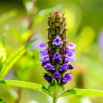 Prunella vulgaris
