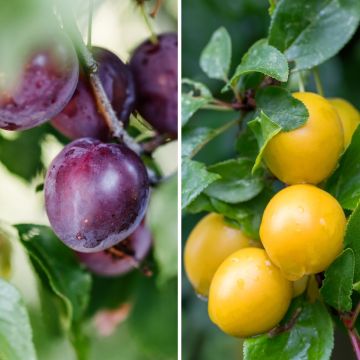 Ameixeira Duo Black Amber e Golden Japan - Prunus