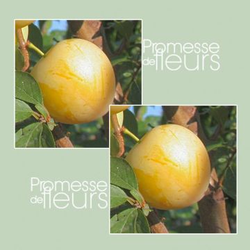 Ameixeira Golden Japan - Prunus Domestica