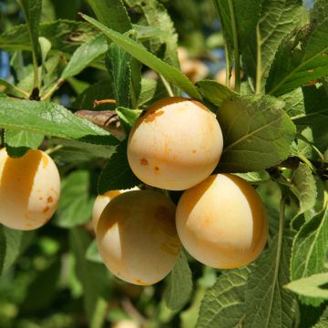 Ameixoeira-amarela Badoual biológico - Prunus institiae