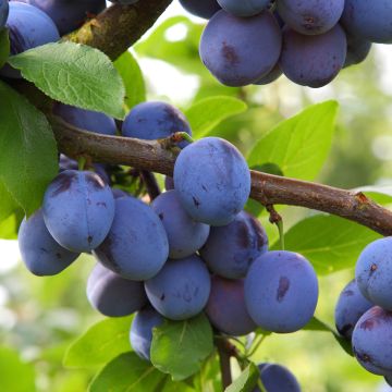 Ameixeira-anã Mirablue - Prunus domestica