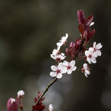 Prunus cerasifera Nigra