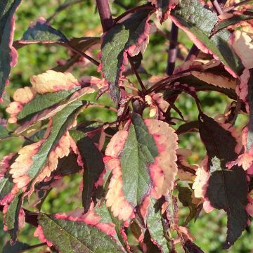 Prunus cerasifera Hessei