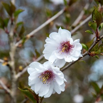 Cerejeira de flor - Prunus Hally Jolivette