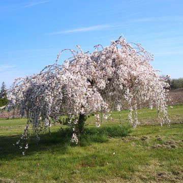 Cerejeira-florida - Prunus Snow Fountains