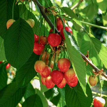 Cerejeira Büttners Rote Knorpelkirsche - Prunus avium
