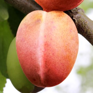 Ameixeira Tipala - Prunus domestica