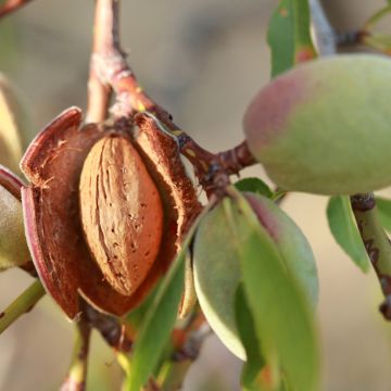 Amendoeira Desmayo Largueta - Prunus dulcis