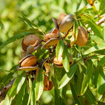Amendoeira Marcona - Prunus dulcis