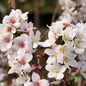 Cerejeira-do-japão anã Arboretum Kórnik - Prunus incisa em flor