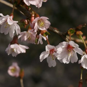 Cerejeira-do-japão anã Mikinori - Prunus incisa em flor