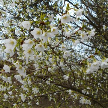 Cerejeira-do-japão anã Yamadei - Prunus incisa em flor