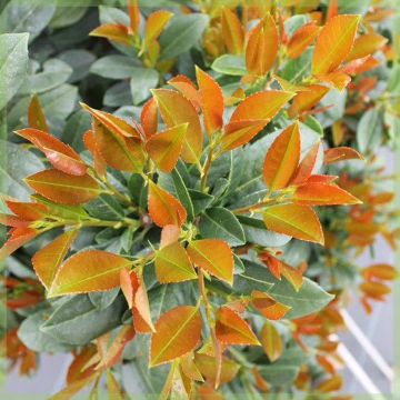 Louro-cereja - Prunus laurocerasus Bonaparte