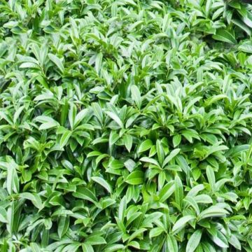 Louro-cereja - Prunus laurocerasus Mount Vernon