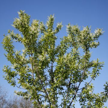 Prunus padus Nana