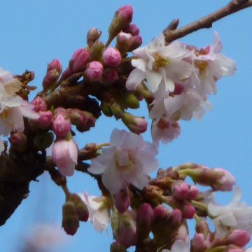 Cerejeira-do-japão - Prunus subhirtella Autumnalis Rosea em flor