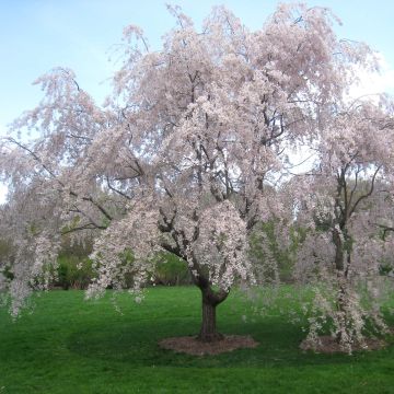 Cerejeira de flor - Prunus subhirtella Pendula Rubra