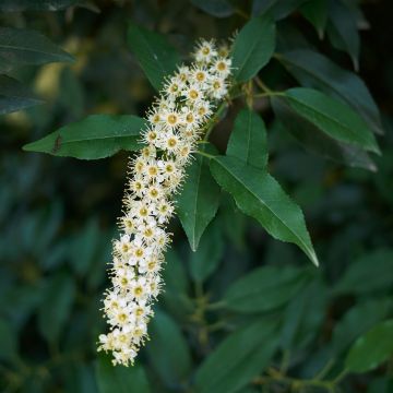 Prunus lusitanica em sementes - Azereiro