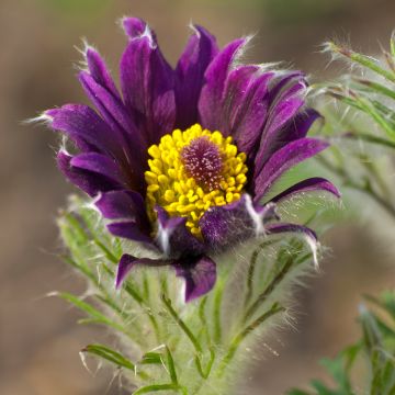 Pulsatilla vulgaris Papageno