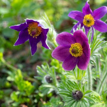 Anémone pulsatille violette - Pulsatilla vulgaris Violet Anémone pulsatille violette - Pulsatilla vulgaris Violet