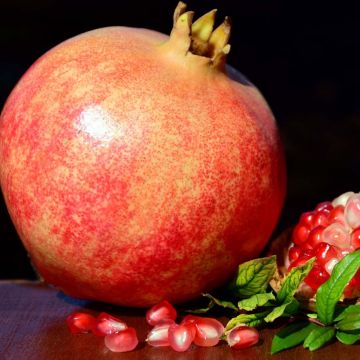 Romãzeira Malisi - Punica granatum Romãzeira Malisi - Punica granatum