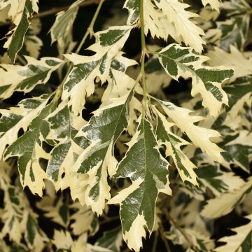 Carvalho-da-Turquia Variegata - Quercus cerris