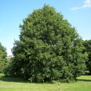 Carvalho-roble - Quercus petraea