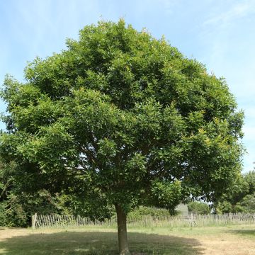 Carvalho-roble Mespilifolia - Quercus petraea