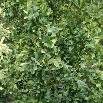 Carvalho-alvarinho Facrist - Quercus robur