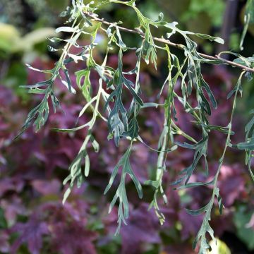 Carvalho-alvarinho Posnania - Quercus robur