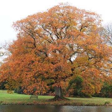 Carvalho-vermelho - Quercus rubra