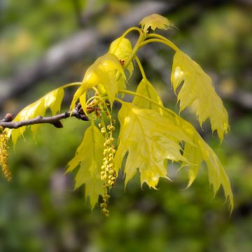 Carvalho-vermelho Aurea - Quercus rubra