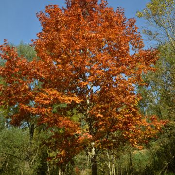 Carvalho-vermelho - Quercus rubra