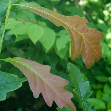 Carvalho Chimney Fire