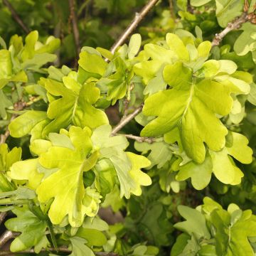 Carvalho-alvarinho Cristata - Quercus robur