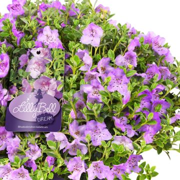 Rhododendron Lilly Bell Dream - Rododendro Anão