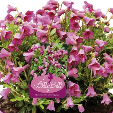 Rhododendron campylogynum Lilly Bell - Rododendro Anão