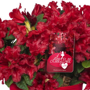 Rhododendron Lilly Bell Love - Rododendro Anão