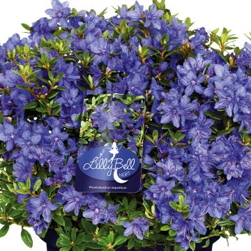 Rhododendron Lilly Bell Night - Rododendro Anão