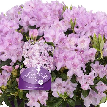 Rhododendron Lilly Bell Pearl - Rododendro Anão