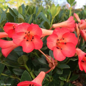 Rhododendron Saxon Blush