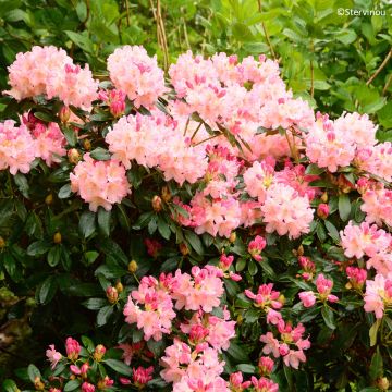 Rhododendron Percy Wiseman - Rododendro Anão