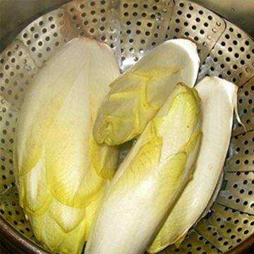 Raízes de Endívia belga - Chicória Witloof