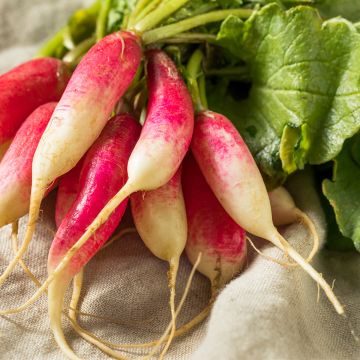 Rabanete French Breakfast Bio