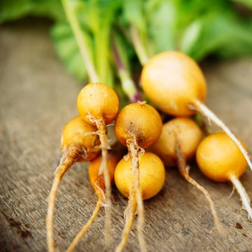 Rabanete Amarelo de Ouro Oval