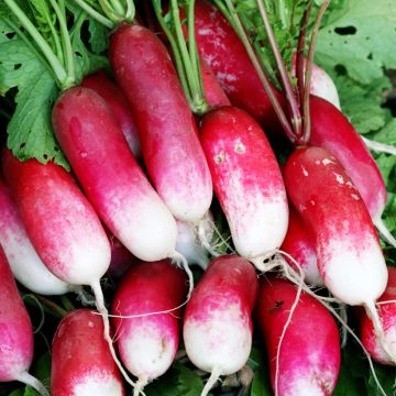 Rabanete Kiva Vilmorin