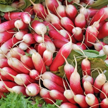 Rabanete Kocto F1 híbrido F1 Vilmorin