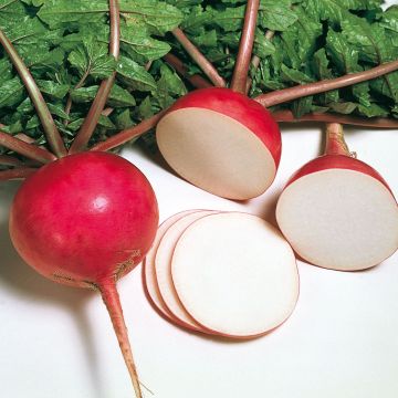 Rabanete Misato Red NT